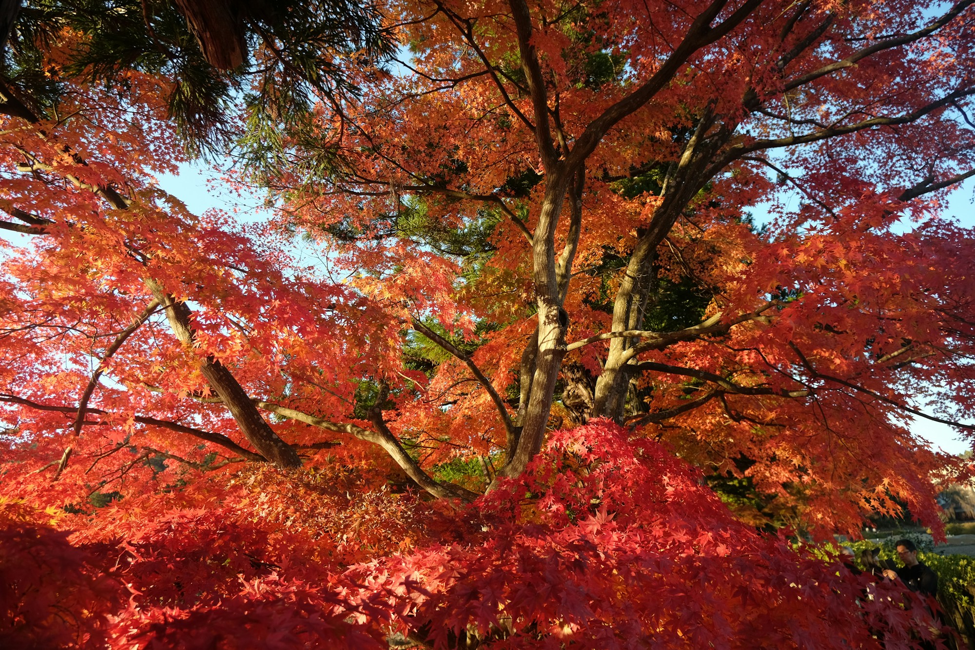 Rote Ahornbäume im Herbstlaub bei Hiraizumi im Süden von Iwate