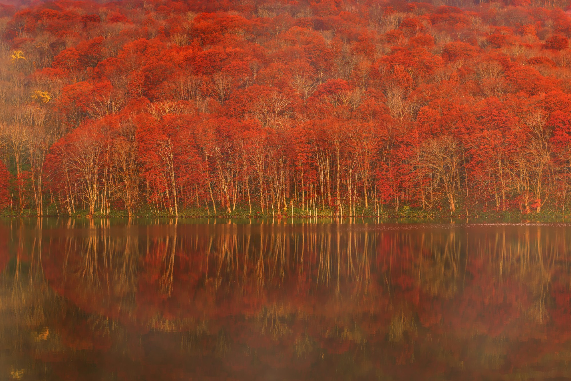 Rote Bäume spiegeln sich im Herbst in einem ruhigen See im Norden des Tohoku
