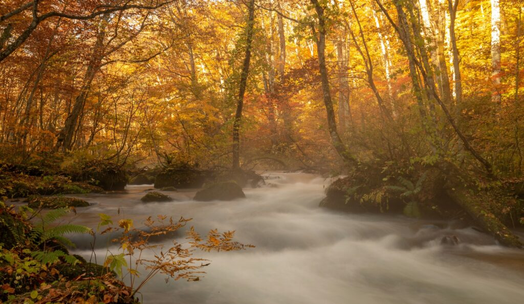 Torrent d'Oirase entouré de feuillage d'automne jaune et orange dans le Tôhoku