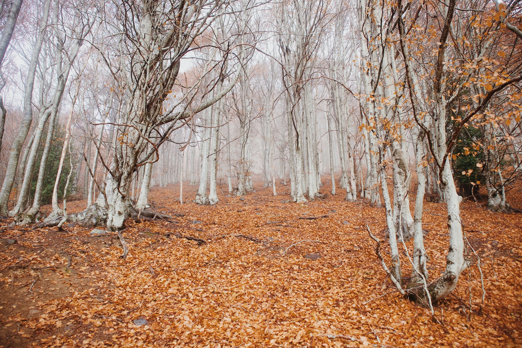 Faggeta dai colori autunnali, meta amata nei weekend di Ognissanti