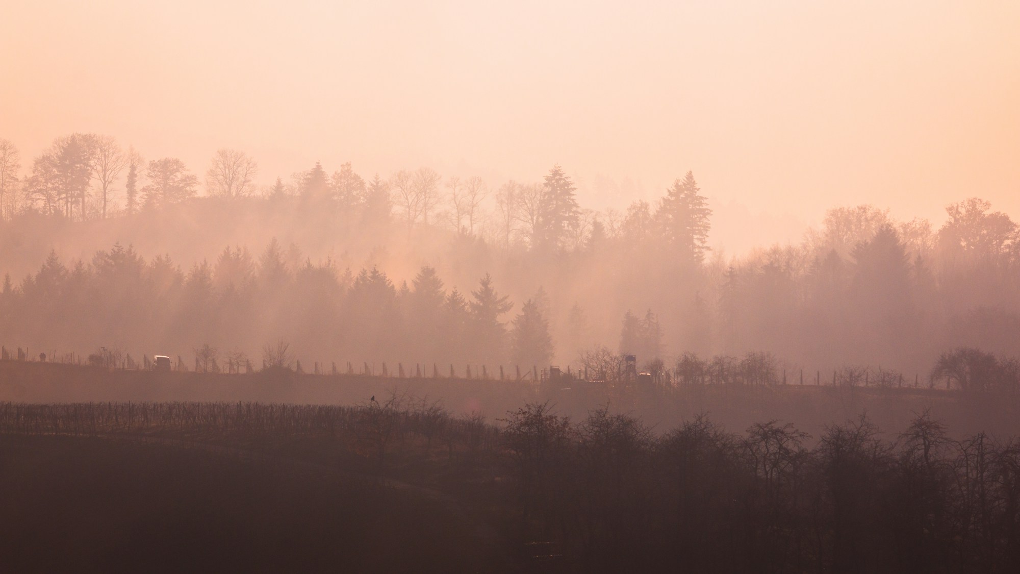 Foresta di conifere e faggi nella nebbia in Foresta Nera