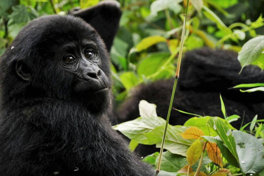 Gorille de montagne assis dans la forêt tropicale de Bwindi, en Ouganda