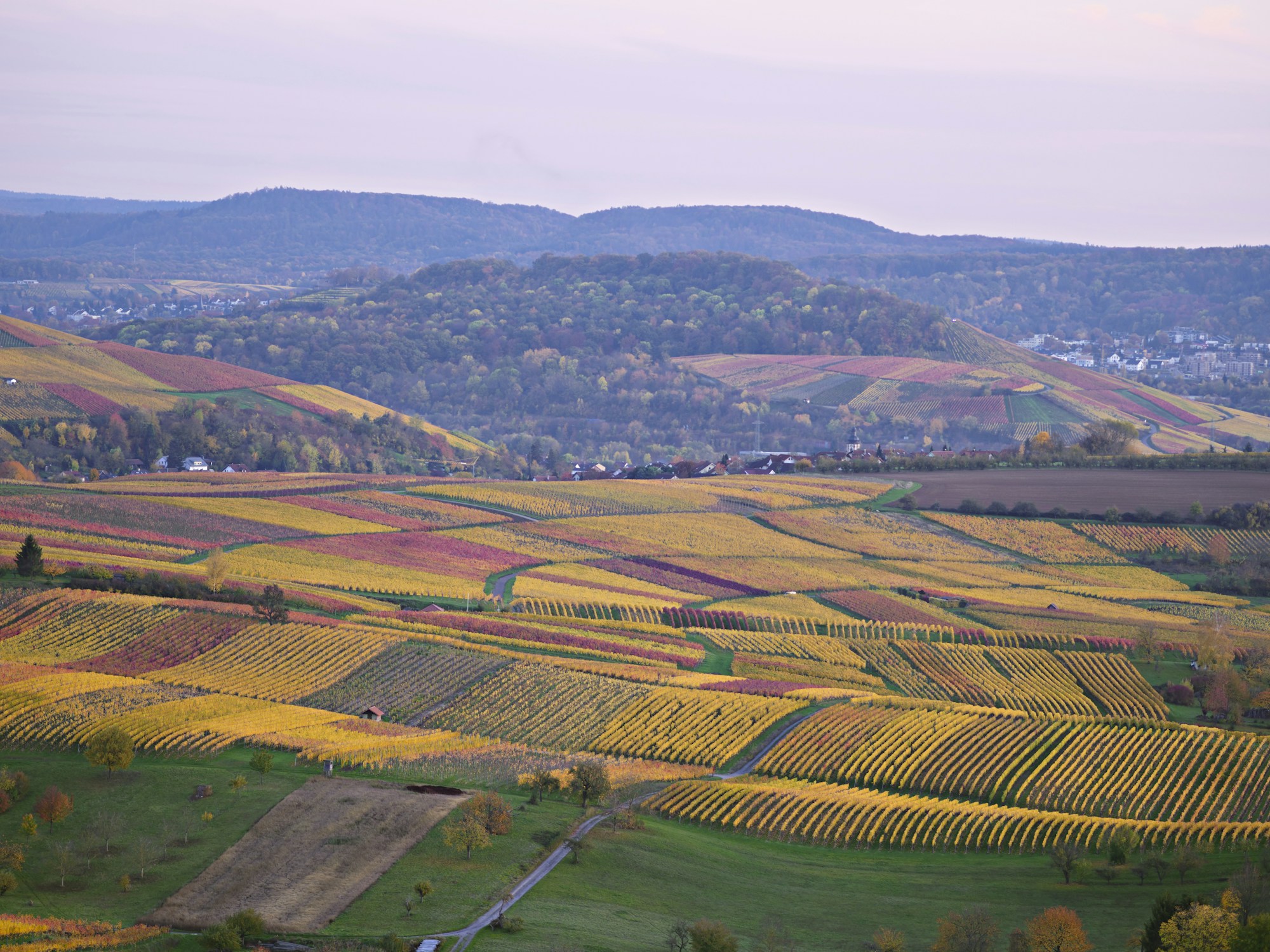 Colline vitate colorate dall'autunno al Kaiserstuhl, nel Baden-Württemberg