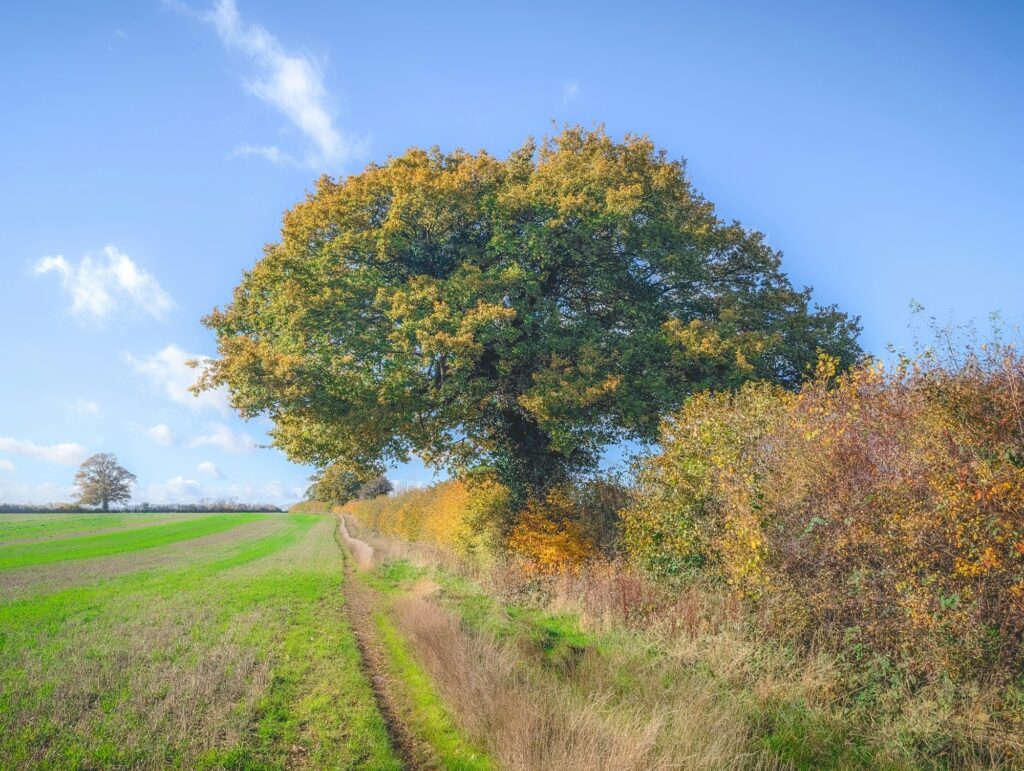 Chêne dans un paysage boisé des Chilterns aux couleurs d’automne