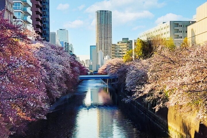 Meguro-Fluss gesäumt von blühenden Kirschbäumen in Nakameguro, Tokio