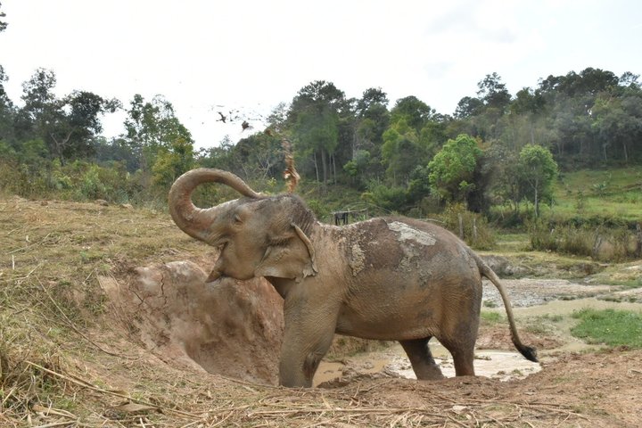 Éléphant dans un refuge en pleine nature près de Chiang Mai