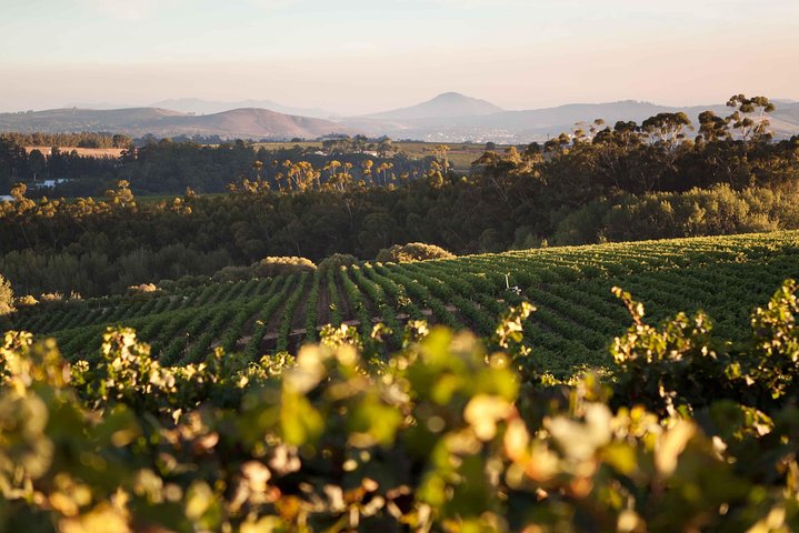 Degustazione di vino in una tenuta di Stellenbosch vicino a Città del Capo