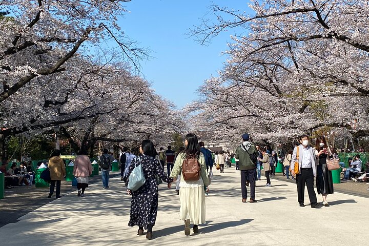 Guide und kleine Gruppe bei einer Wanderung speziell zur Kirschblüte zwischen Ueno und Yanaka in Tokio