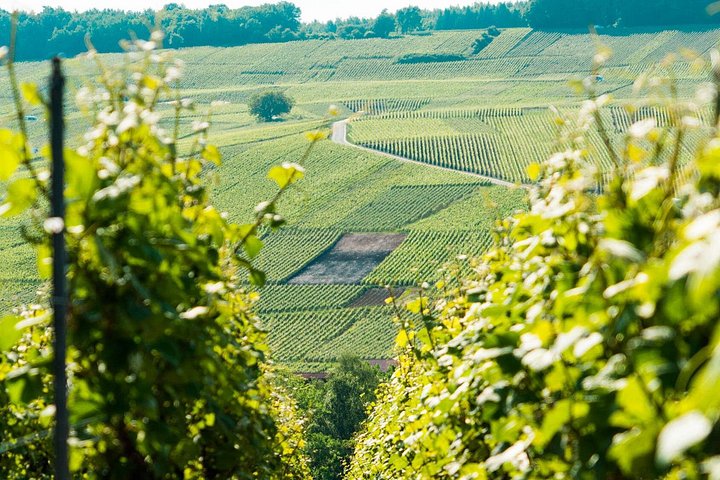 Coteaux de vignes en Champagne près de Reims