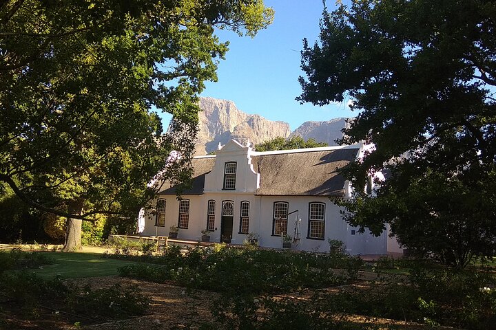Weinreihen im Weinberg von Stellenbosch, bei Kapstadt