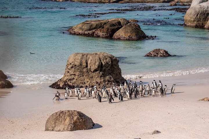 Pinguini africani sulla spiaggia di Boulders Beach vicino a Città del Capo