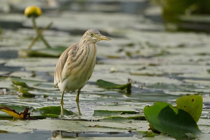 Lac de Skadar en barque, au départ de Virpazar (photo 2)