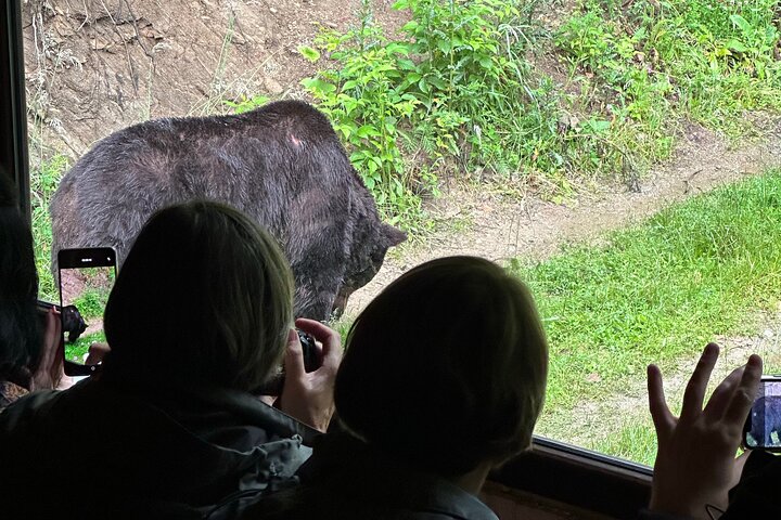 Observation des ours sauvages depuis un affût (photo 2)