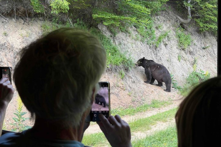 Observation des ours sauvages depuis un affût (photo 3)