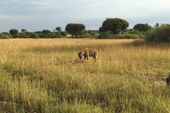 Queen Elizabeth : safari en jeep ouverte (plaines de Kasenyi) – Plaines de Kasenyi, Queen Elizabeth National Park, Ouganda (photo 2)