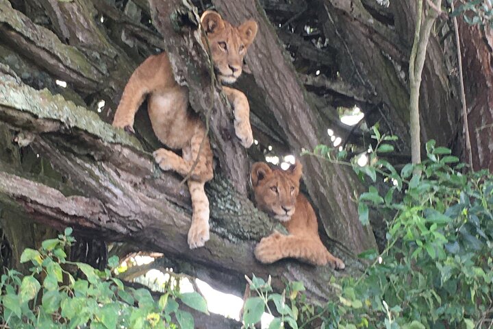 Queen Elizabeth : safari en jeep ouverte (plaines de Kasenyi) – Plaines de Kasenyi, Queen Elizabeth National Park, Ouganda (photo 3)
