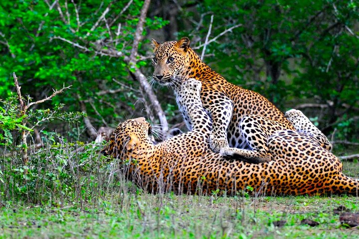 Safari du matin au parc de Yala – Parc national de Yala, Tissamaharama, Sri Lanka (photo 1)
