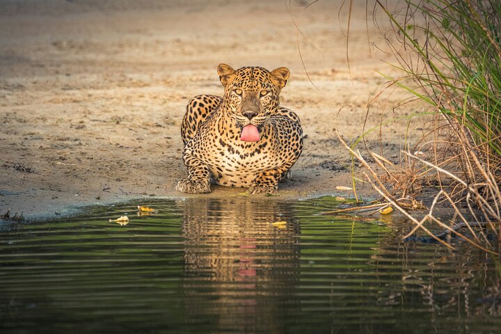 Safari du matin au parc de Yala – Parc national de Yala, Tissamaharama, Sri Lanka (photo 2)