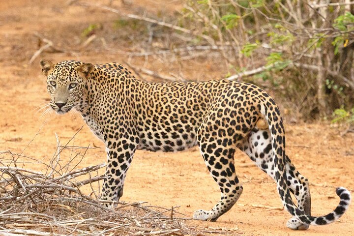 Safari du matin au parc de Yala – Parc national de Yala, Tissamaharama, Sri Lanka (photo 3)