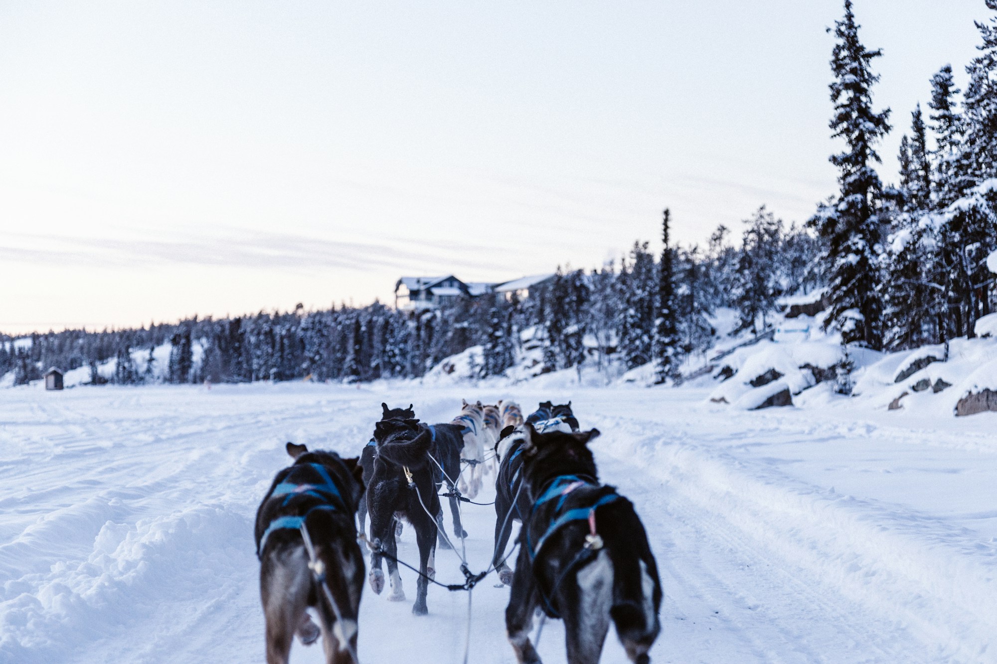 Dog sled team on a snowy trail near Yellowknife