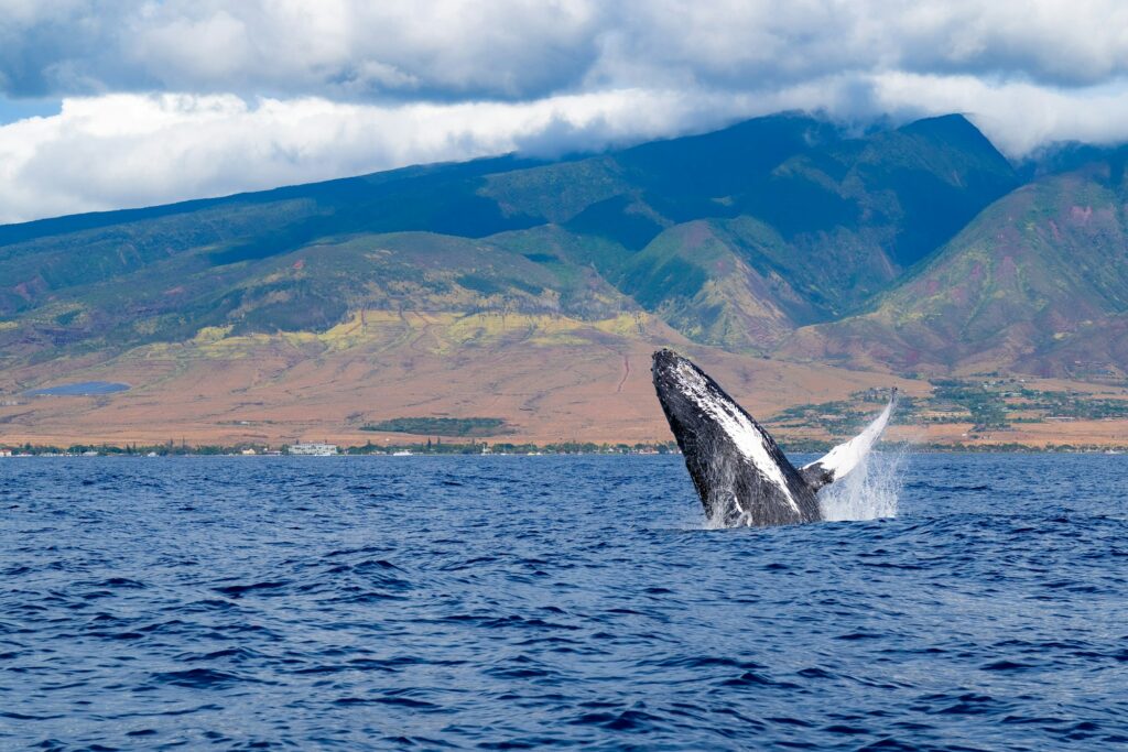 Baleine à bosse qui saute hors de l'eau au large de la côte ouest de Maui