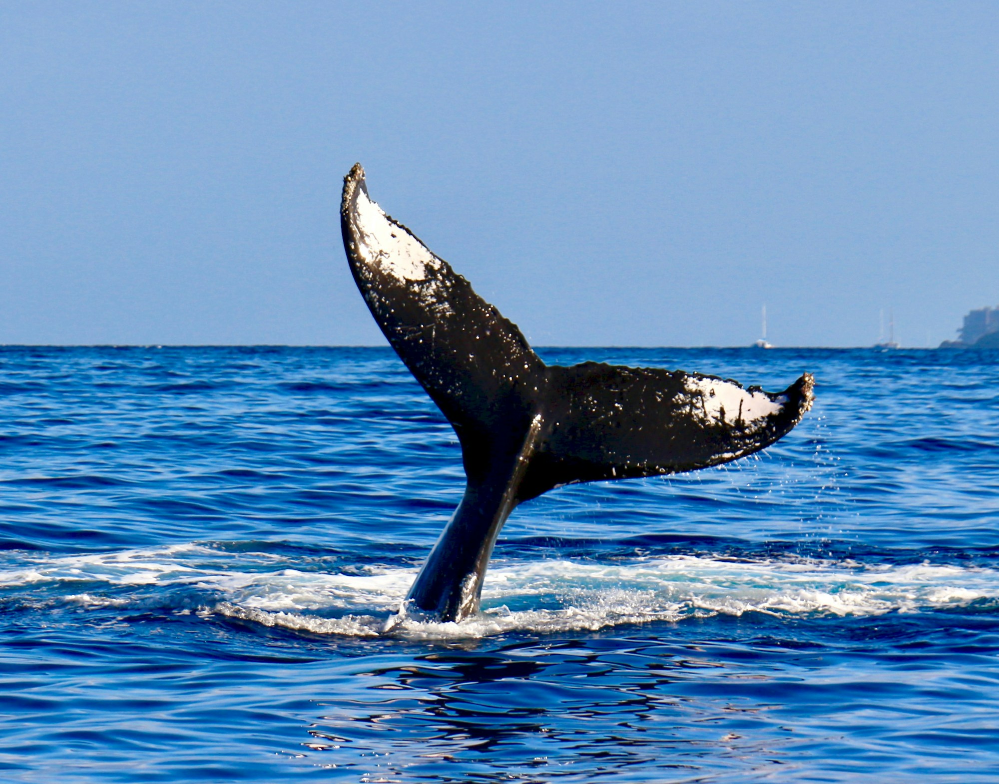 Queue d'une baleine à bosse qui plonge, photographiée depuis la surface