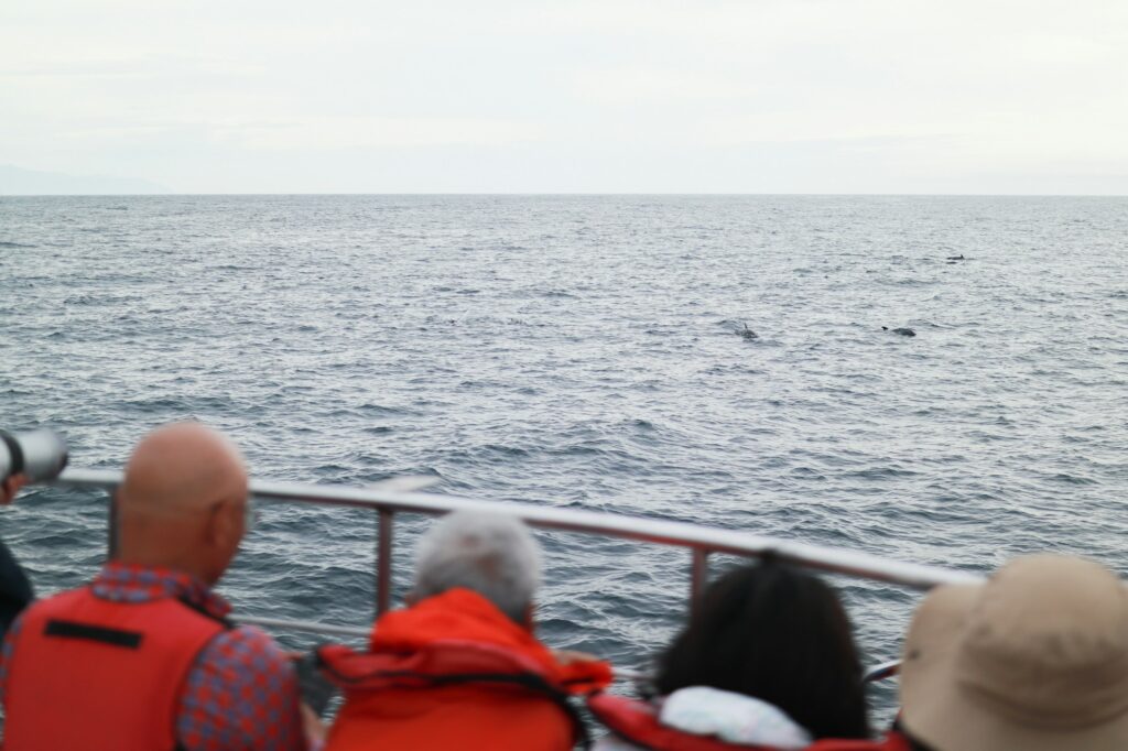 Passagers d'un bateau d'observation qui scrutent la mer, où un cétacé fait surface au loin