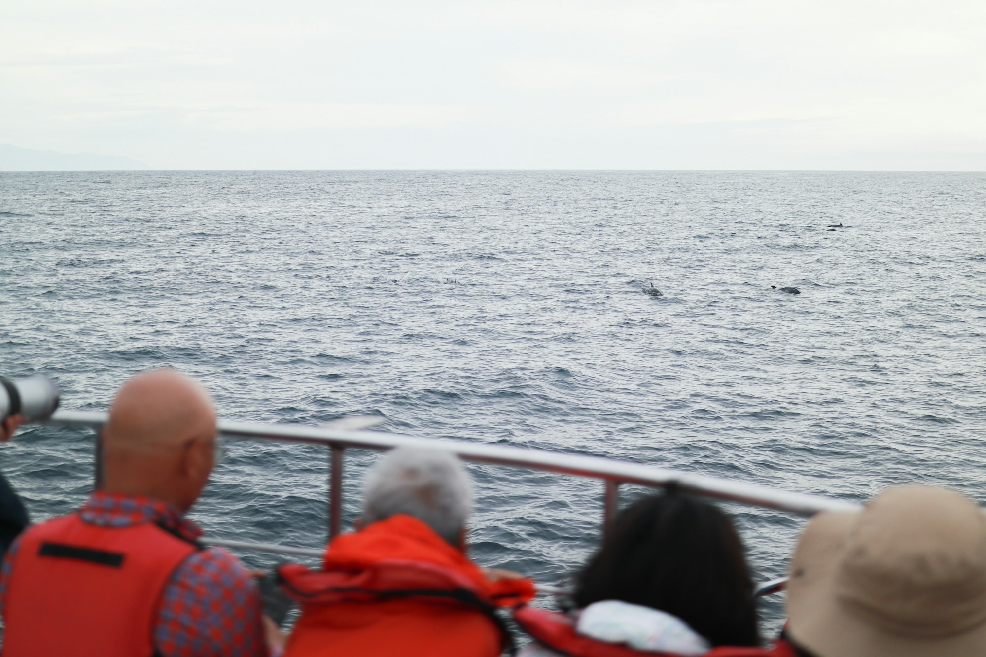 Passagers d'un bateau d'observation qui scrutent la mer, où un cétacé fait surface au loin