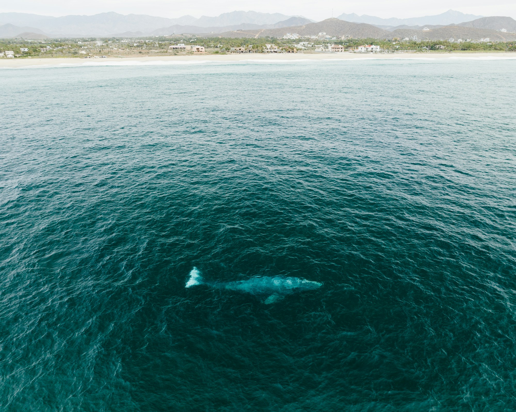 A whale swimming close to the coast, seen from a drone, in Baja California Sur