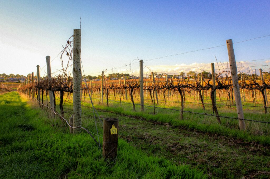Dégustation dans un domaine viticole de McLaren Vale, Australie-Méridionale