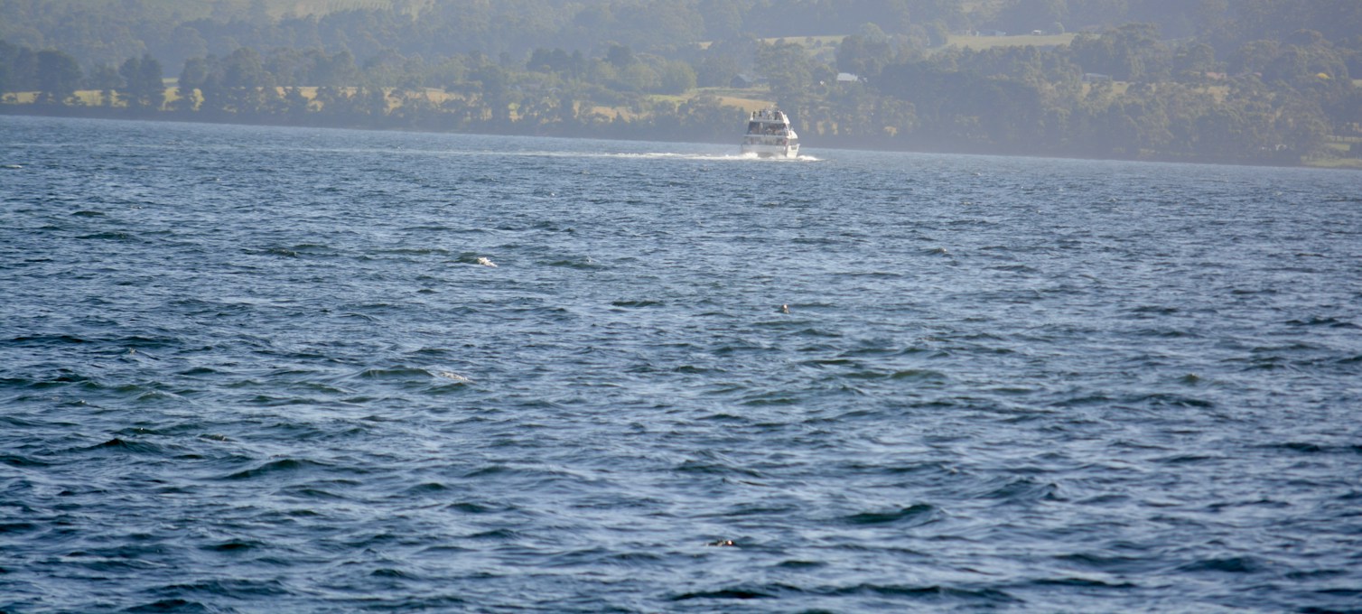 Ferry crossing a Tasmanian strait