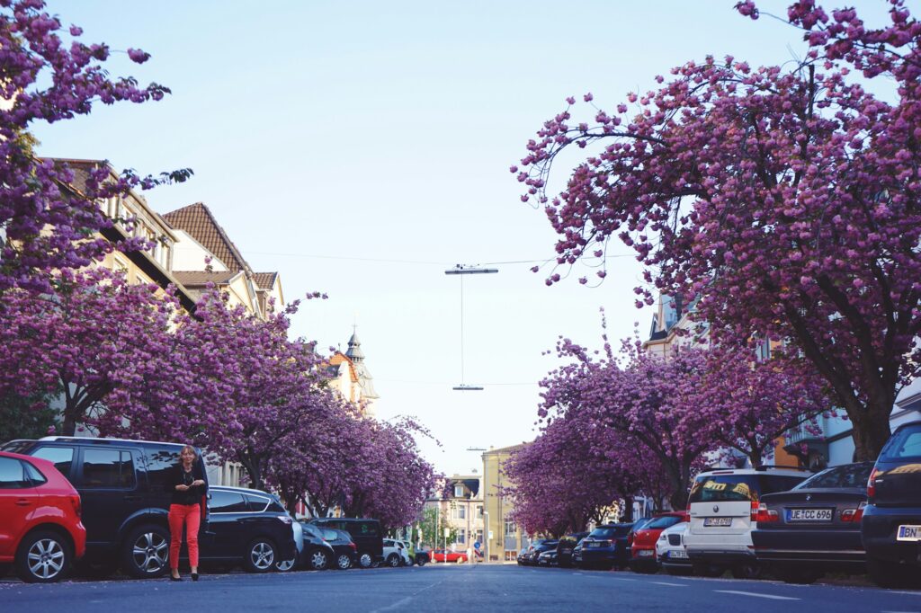 Tunnel de cerisiers en fleurs dans la Heerstraße à Bonn, Allemagne — allée rose au printemps