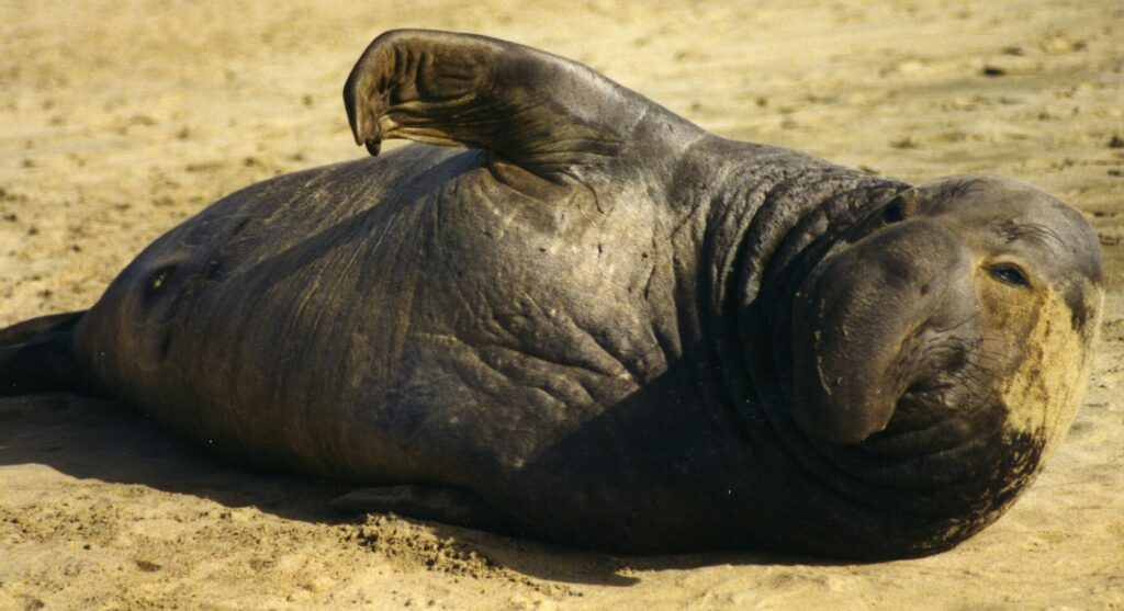 Éléphant de mer du Nord allongé sur le sable, une nageoire levée