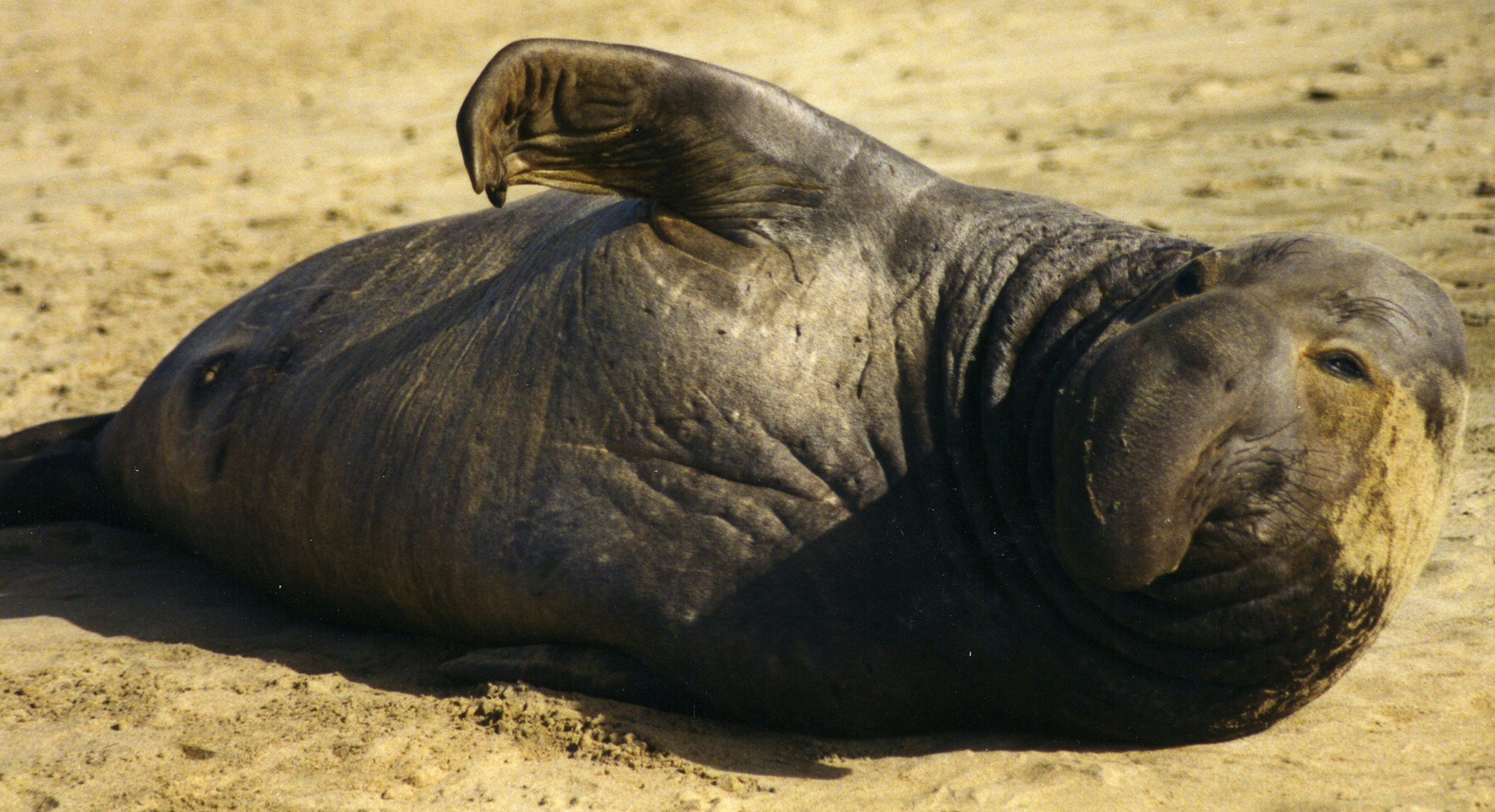 Nördlicher Seeelefant liegt im Sand und hebt eine Flosse