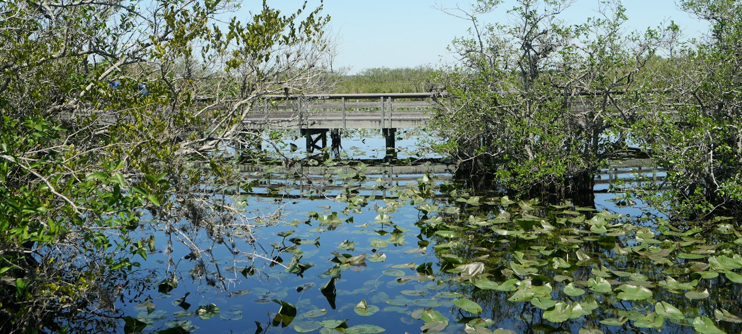 Boardwalk through sawgrass in the Everglades