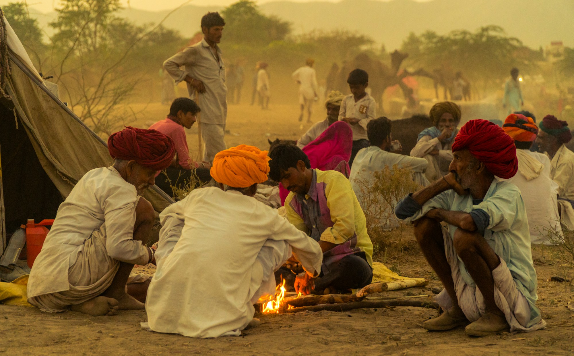 Cammelli sul campo fieristico di Pushkar nel Rajasthan