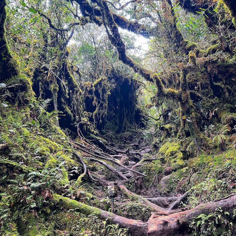 Balade à Tanah Rata – Tanah Rata, Cameron Highlands, Malaisie (photo 1)