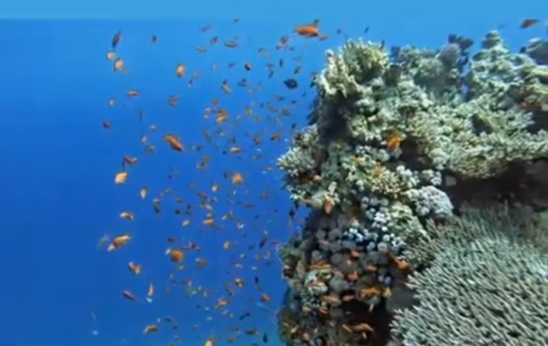 Baptême de plongée en mer Rouge – Hurghada, mer Rouge (photo 2)