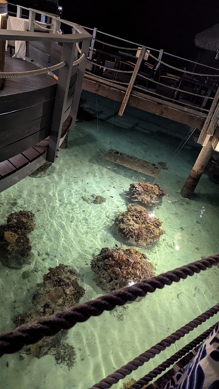 Bar Toatea – Maharepa, Moorea, Polynésie française (photo 3)