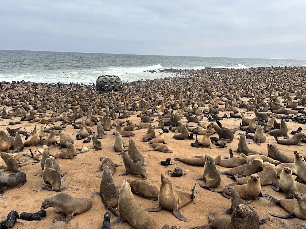 Cape Cross, la colonie d'otaries à fourrure – Cape Cross, région d'Erongo, Namibie (photo 1)