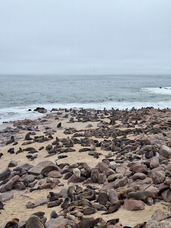 Cape Cross, la colonie d'otaries à fourrure – Cape Cross, région d'Erongo, Namibie (photo 2)