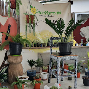 Casa Maracujá – Cidade, Paul, Cabo Verde (photo 3)