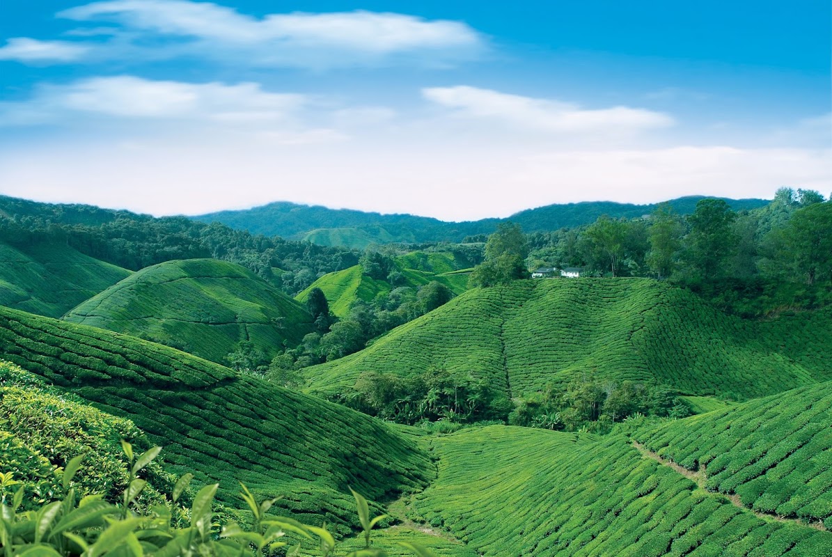 Centre de thé BOH Sungei Palas – Sungai Palas, 39100 Brinchang, Malaisie (photo 1)