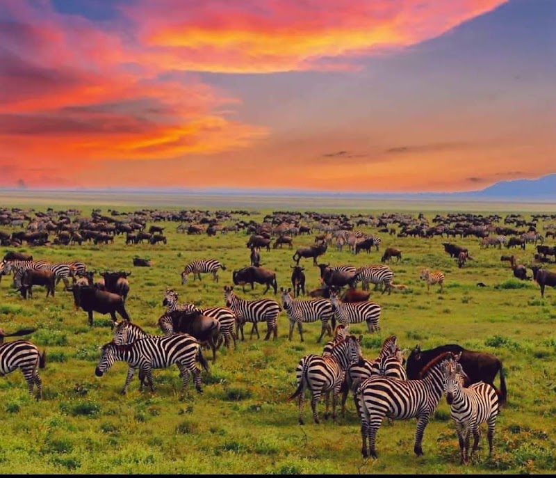 Descente et safari dans le cratère du Ngorongoro – Cratère du Ngorongoro, Tanzanie (photo 2)