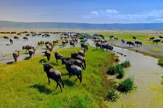 Descente et safari dans le cratère du Ngorongoro – Cratère du Ngorongoro, Tanzanie (photo 3)