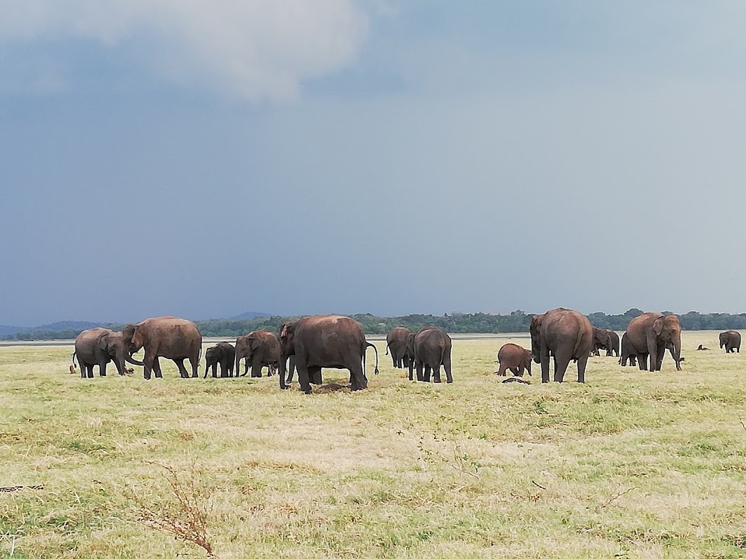 Entrée du parc national de Minneriya ou Kaudulla – Parc national de Minneriya ou Kaudulla, Sri Lanka (photo 1)