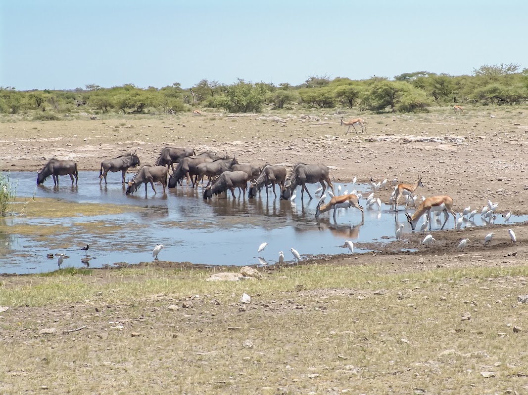 Etosha est : Klein Namutoni, plaines d'Andoni et Chudop – 5WVQ+7GW, Namutoni, Namibie (photo 1)