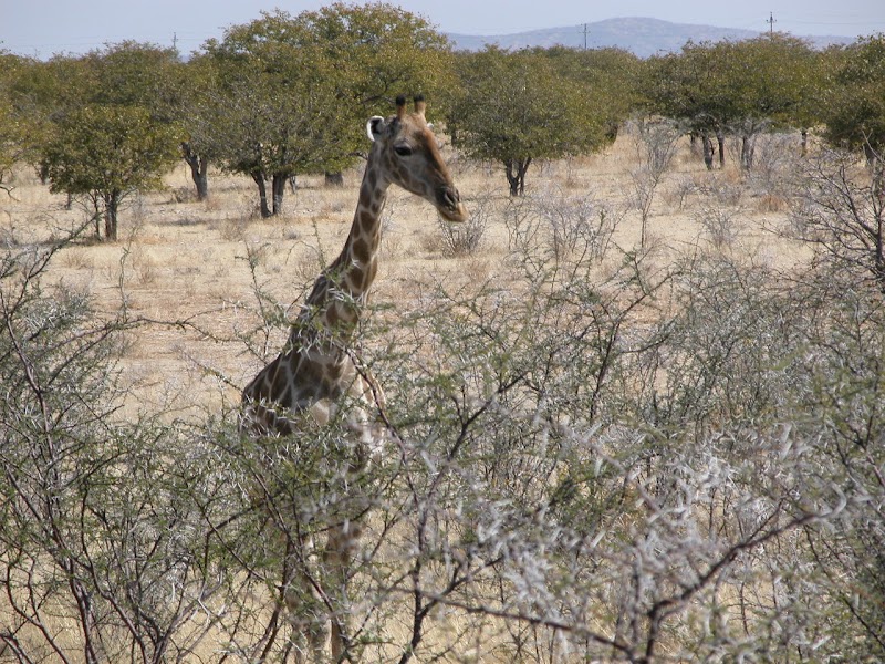 Etosha ouest : Gemsbokvlakte, Nebrownii et Okondeka – Okaukuejo, parc national d'Etosha, Namibie (photo 3)