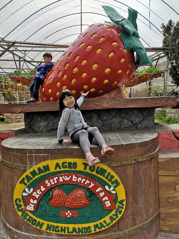 Fermes de Brinchang – Brinchang, Cameron Highlands, Malaisie (photo 1)