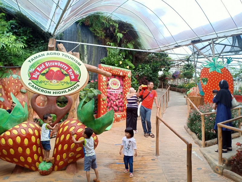 Fermes de Brinchang – Brinchang, Cameron Highlands, Malaisie (photo 2)